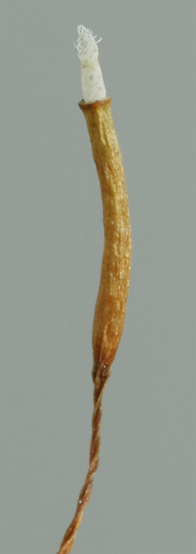 Tortula mucronifolia